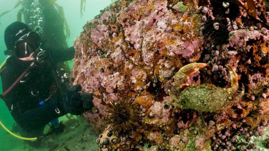 Buceo en Pucusana - Lima, Perú